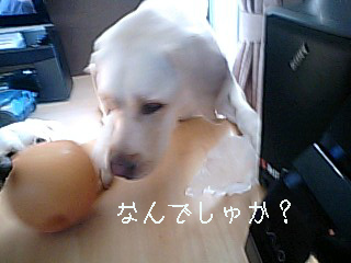 c0089005_2020272.jpg