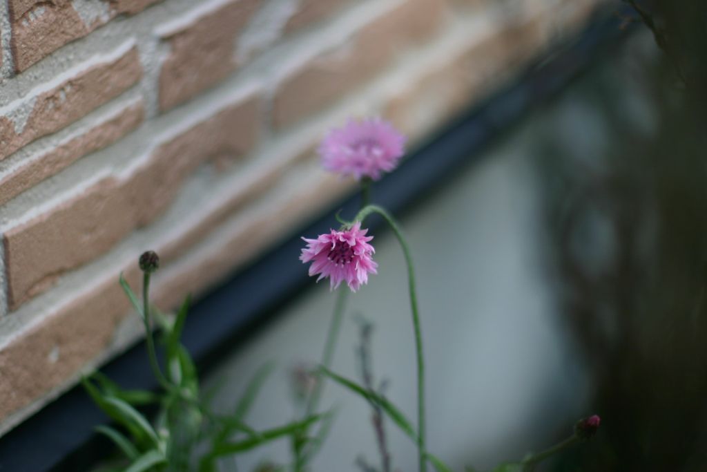 b0145314_8161410.jpg