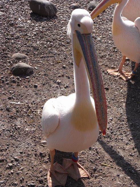 元祖！上野動物園_c0039114_051573.jpg