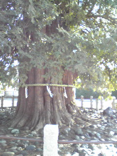 2009年の輝き_d0085018_1493028.jpg