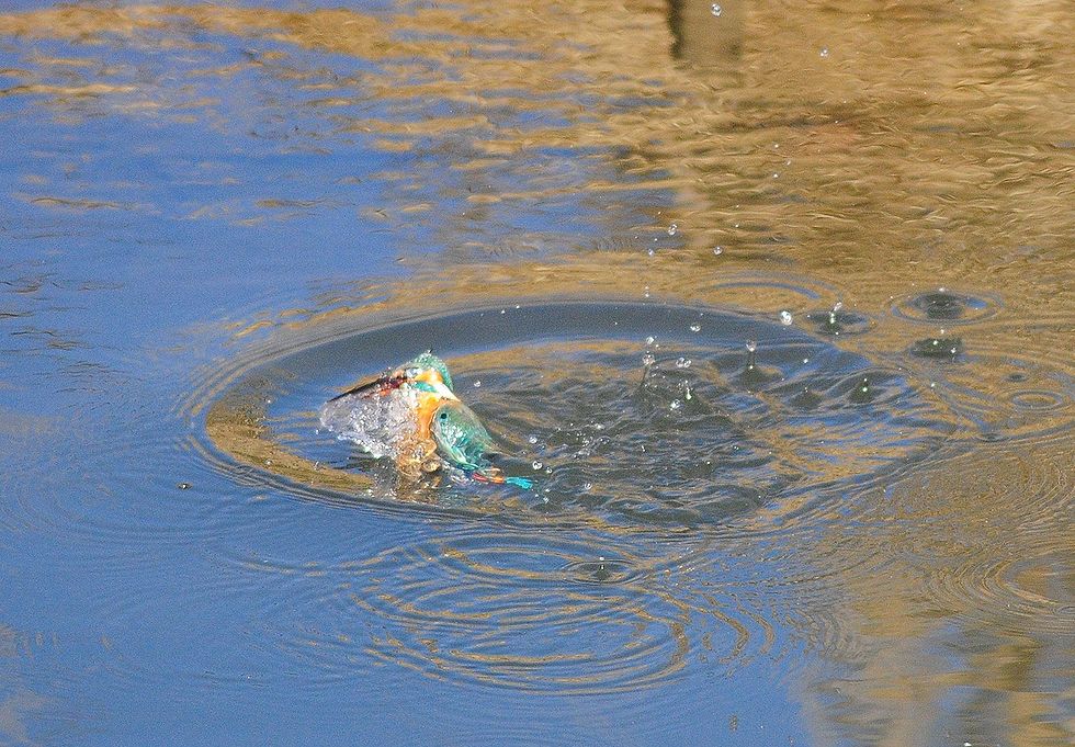 カワセミ・・・水中発射超小型ミサイルか？_a0031821_8165430.jpg