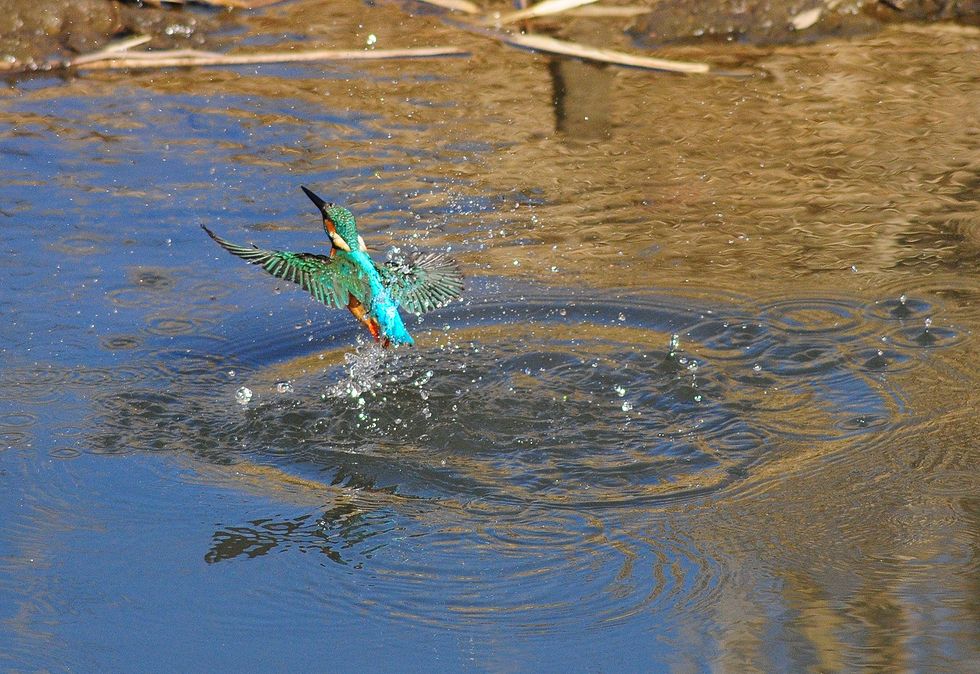 カワセミ・・・水中発射超小型ミサイルか？_a0031821_8191776.jpg