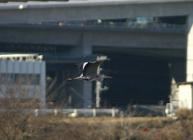 カワセミ／青鷺さんの飛翔です。相模川にて。_b0033423_23485524.jpg