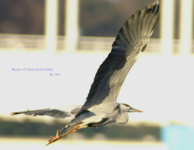 カワセミ／青鷺さんの飛翔です。相模川にて。_b0033423_2349112.jpg