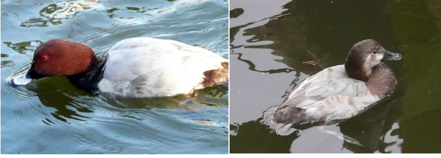 不忍池の水鳥図鑑_c0192843_1621717.jpg