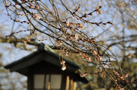 兼六園,09.1(Ⅱ)_c0093046_7422426.gif