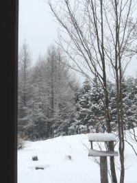 サラサラの粉雪です。_f0019247_1228595.jpg