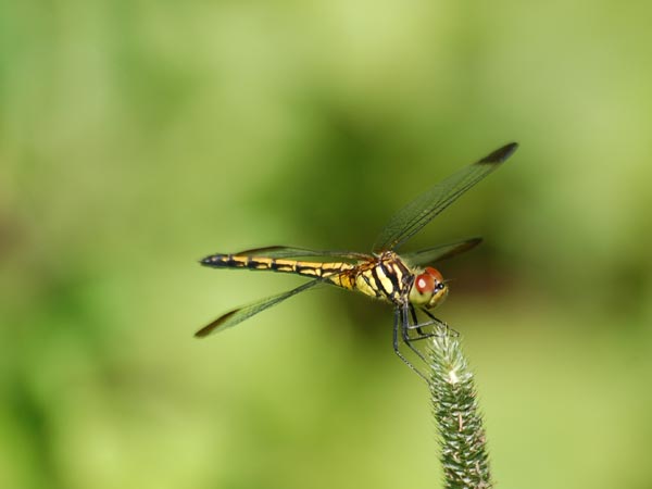 c0045352_1714477.jpg