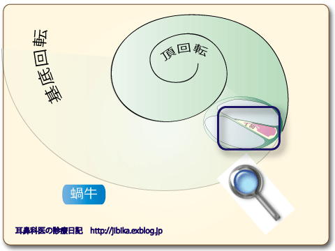 耳鼻科医のお絵かき〜蝸牛の構造〜_e0084756_2222444.gif