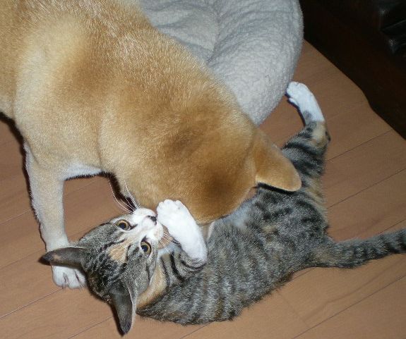 2009年1月9日(金)バッシっと抜歯!_f0060461_17534199.jpg