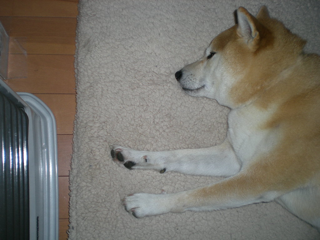 2009年1月9日(金)バッシっと抜歯!_f0060461_17595767.jpg