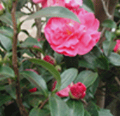 c0181062_102625.gif