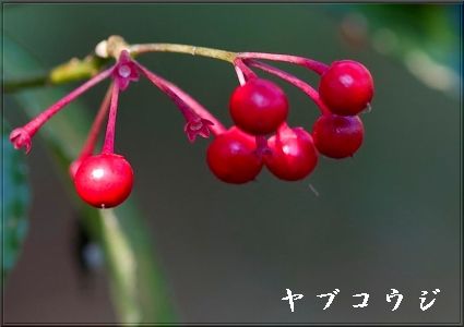d0102968_21111.jpg