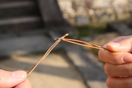 松葉相撲 天使をさがして