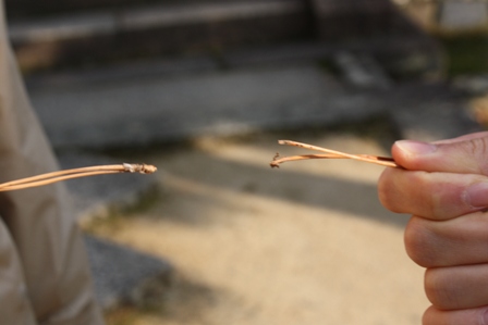 松葉相撲 天使をさがして