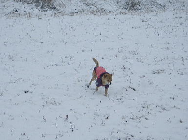       　 雪が降った！  (2009.1.09)_d0135280_20563780.jpg