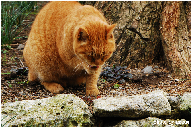 江ノ島で猫_c0159184_22451013.jpg