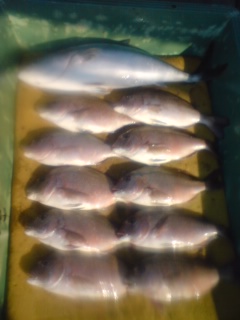 1月10日の釣果_e0089319_13512455.jpg