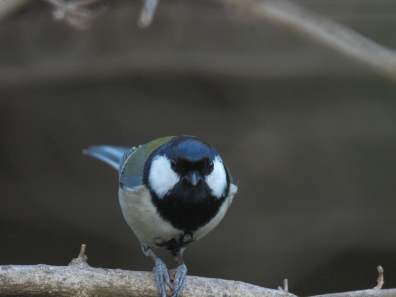 花鳥風月_b0137723_2222548.jpg