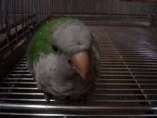 モッコ オキナインコ 人 鳥 社会の幸せのために モッコ オキナインコ 人 鳥 社会の幸せのために
