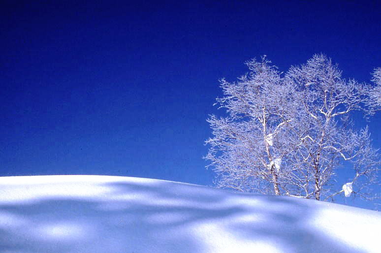 雪原の霧氷ダケカンバ_f0045844_10454822.jpg