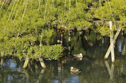 兼六園,09.1(Ⅲ)_c0093046_953113.gif