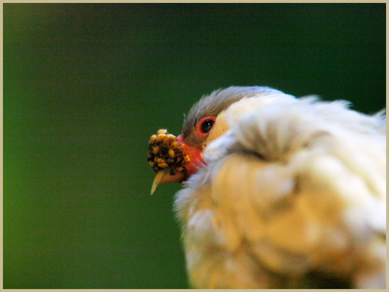 動物園の鳥　　　003)_c0068050_16424434.jpg