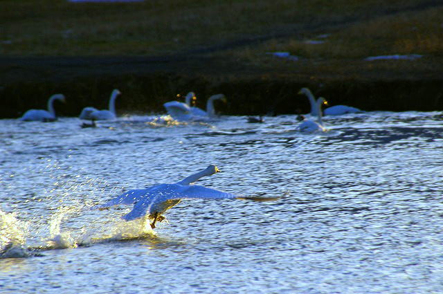 白鳥さん～_d0041158_1055544.jpg