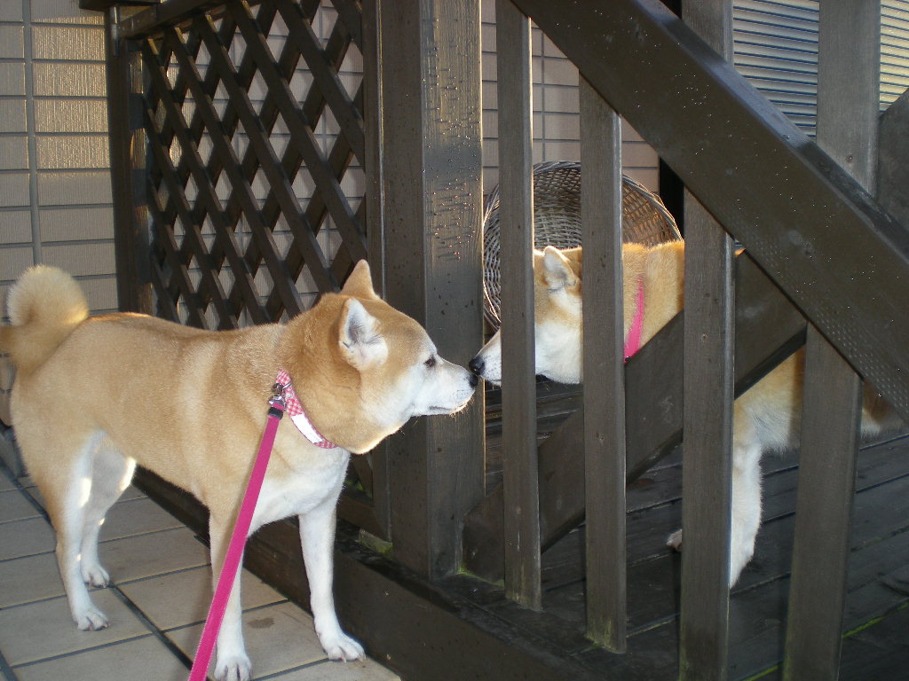 2009年1月10日(土)8時なのに虹!_f0060461_9353981.jpg