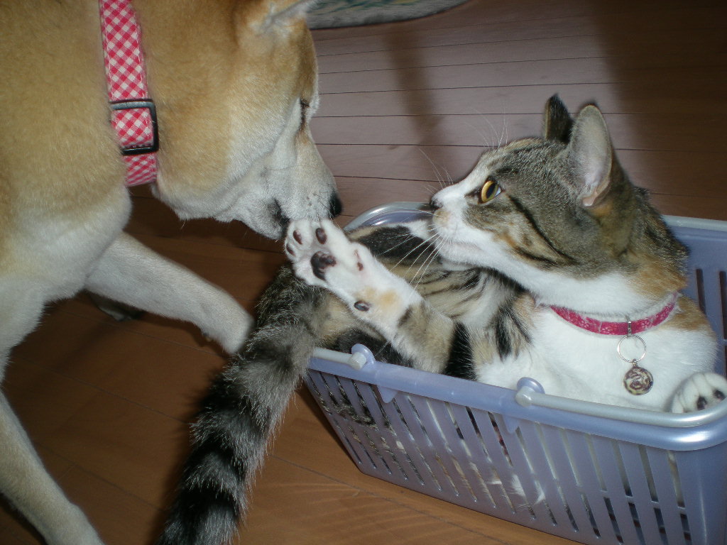 2009年1月10日(土)8時なのに虹!_f0060461_9421288.jpg