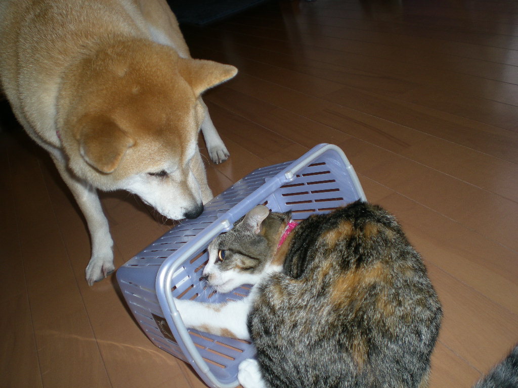 2009年1月10日(土)8時なのに虹!_f0060461_9442481.jpg