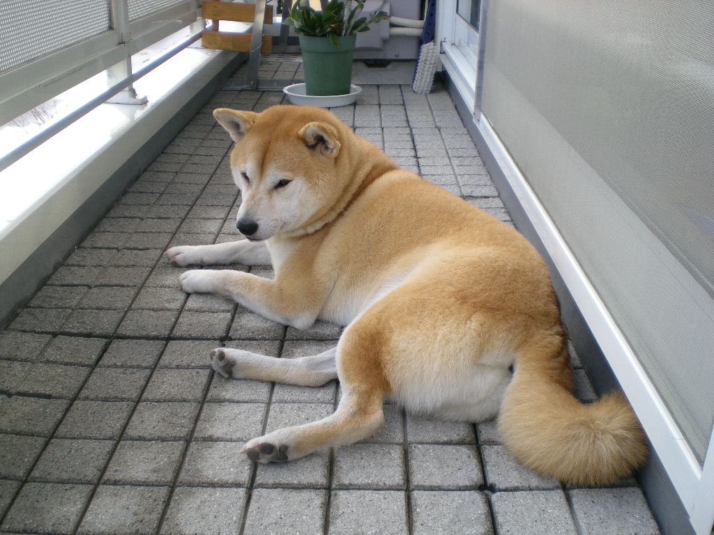 2009年1月10日(土)8時なのに虹!_f0060461_9492429.jpg
