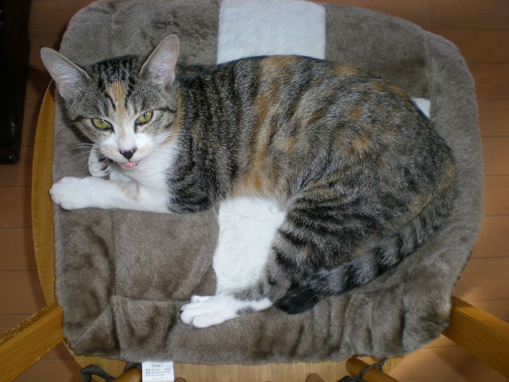 2009年1月10日(土)8時なのに虹!_f0060461_950234.jpg
