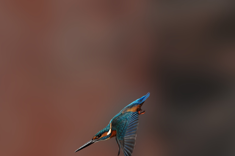 カワセミ_f0053272_1437671.jpg