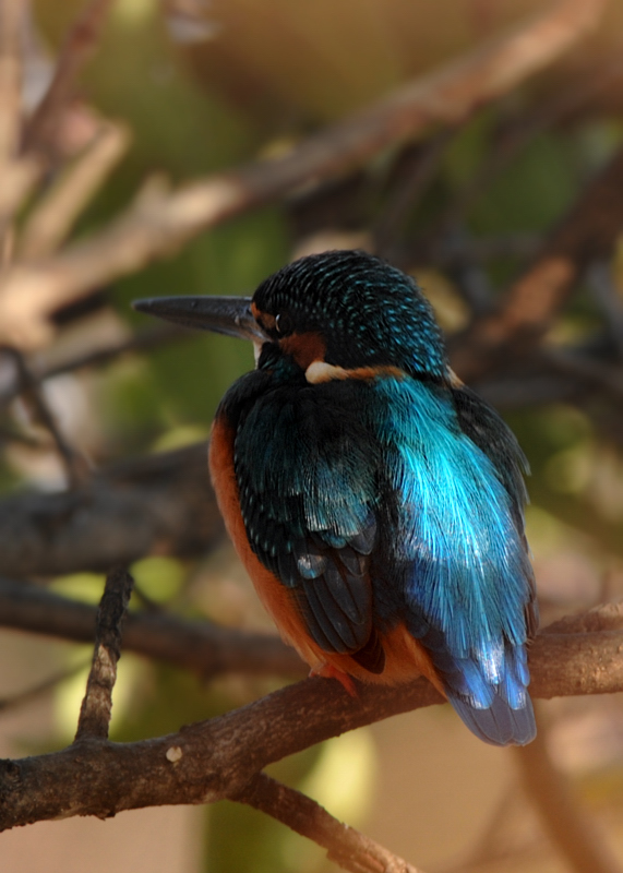 カワセミ_f0053272_14553678.jpg