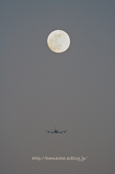 Wings Under the Moon_c0158775_21205121.jpg