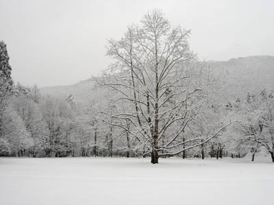 くつきの森・雪景色_f0077877_211774.jpg