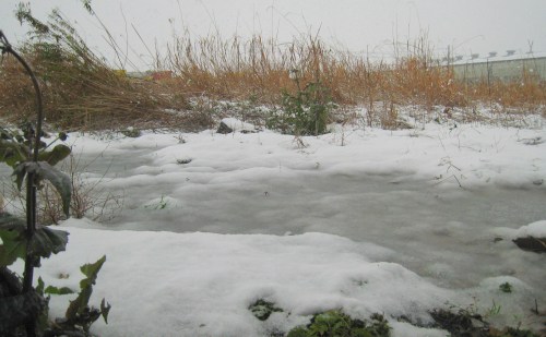 大雪警報出ました_f0157387_13233447.jpg