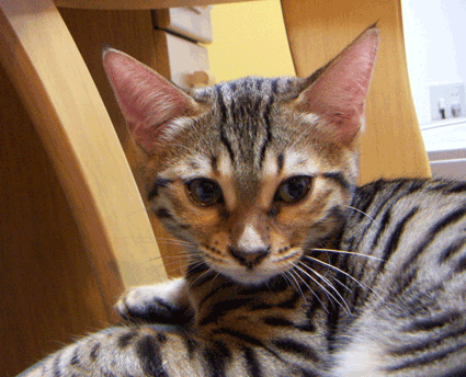 c0011300_14101929.gif