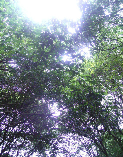 e0043700_12231086.jpg