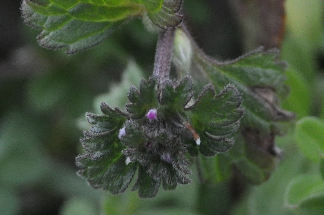 c0143411_21354633.jpg