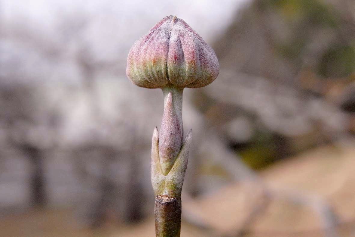 ハナミズキの冬芽 樹木見て歩き ハナミズキの冬芽 樹木見て歩き