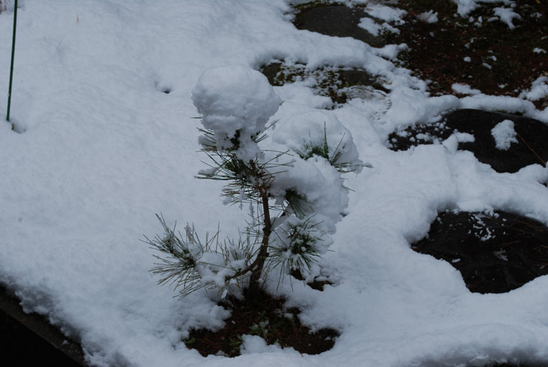 雪が。。。_f0067122_127764.jpg