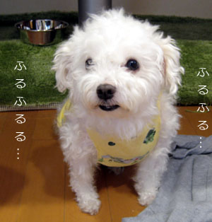 ふるふるハッピー_d0118933_11404950.jpg