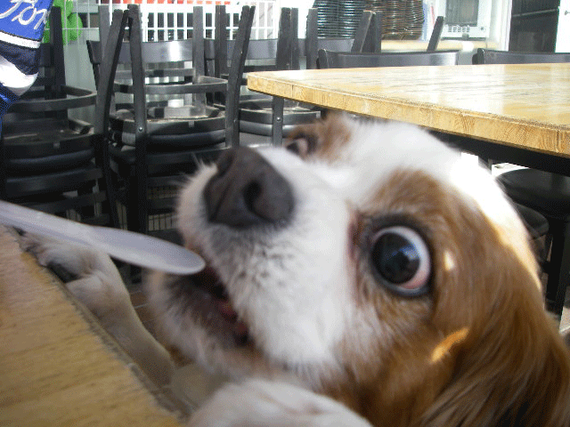 c0136838_222616.gif