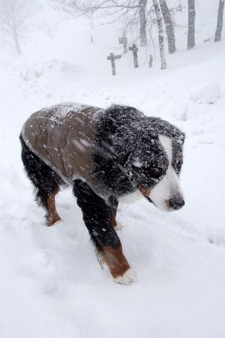 雪・・・*美しくて楽しいもの*Part２∴∵♪:♪:♪∴∵♪:♪:♪∴∵♪:♪:♪∴∵_b0075541_22104883.jpg