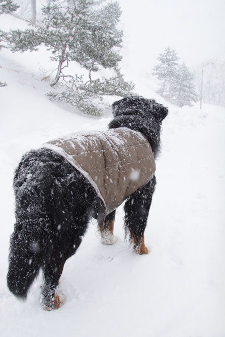 雪・・・*美しくて楽しいもの*Part２∴∵♪:♪:♪∴∵♪:♪:♪∴∵♪:♪:♪∴∵_b0075541_2285589.jpg