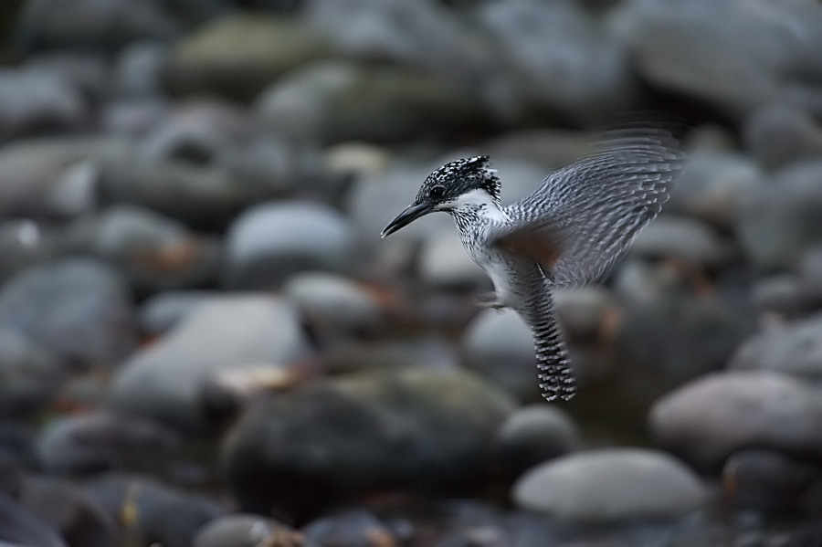 新春この1枚　　～Ｄ700が示す可能性～_b0109942_16404229.jpg