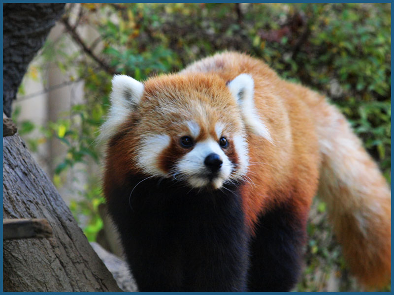 動物園の人気者達（＾＾　　　004)_c0068050_23235427.jpg