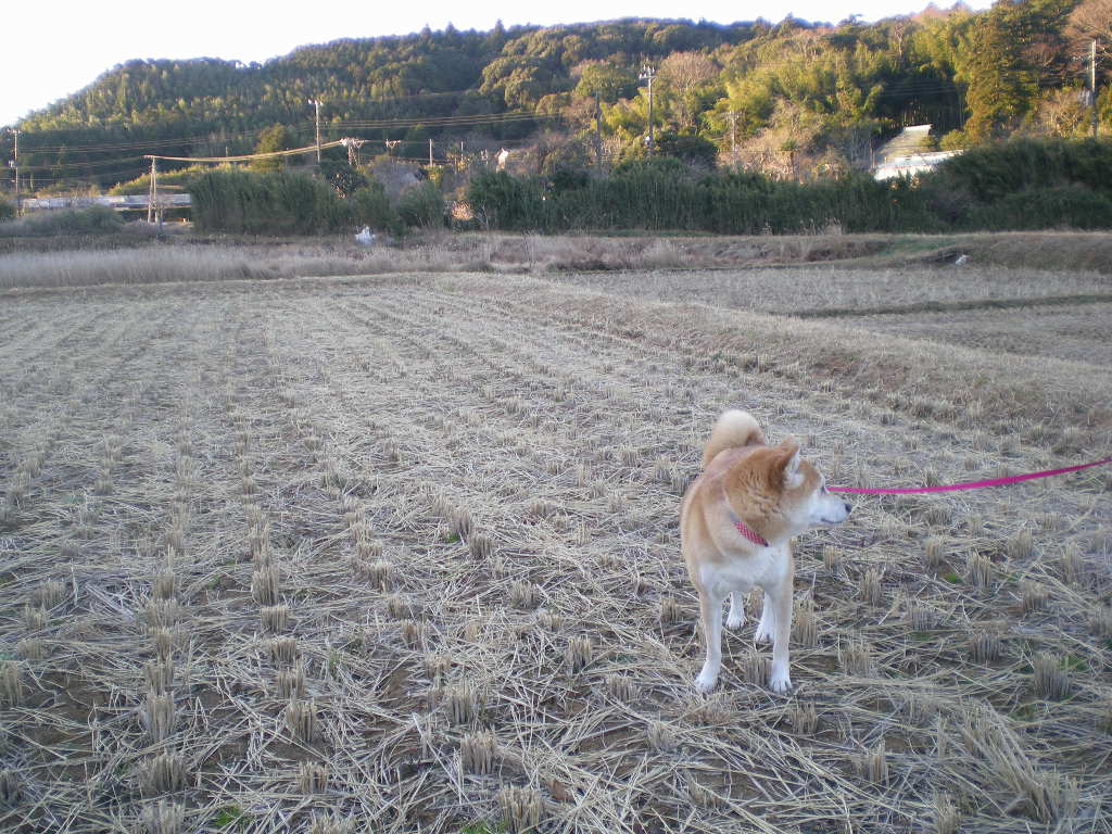 2009年1月11日(日)寒くっても・・・・・_f0060461_17201054.jpg